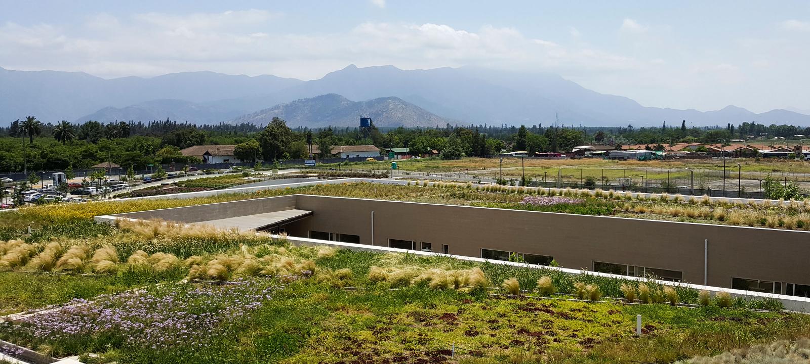 Large extensive green roof